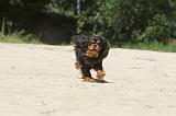 CAVALIER KING CHARLES 025